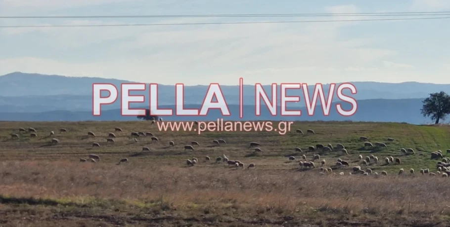 Ευλογιά προβάτων: Έχουν θανατωθεί 470.274 ζώα