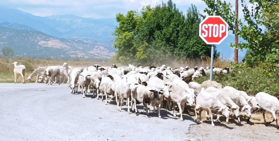 Δε λέει να σταματήσει η ευλογιά των προβάτων στην Πέλλα - Άλλα δύο νέα κρούσματα σε Μάνδαλο και Λάκκα