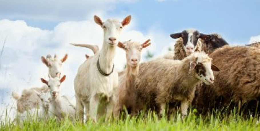 Έξτρα πληρωμή για απώλεια εισοδήματος κτηνοτρόφων σε Δυτική Ελλάδα, Θεσσαλία και Κεντρική Μακεδονία