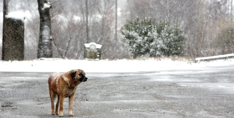 Καιρός: Στην «κατάψυξη» όλη η χώρα σήμερα – Πόσο θα πέσει η θερμοκρασία και πού θα χιονίσει