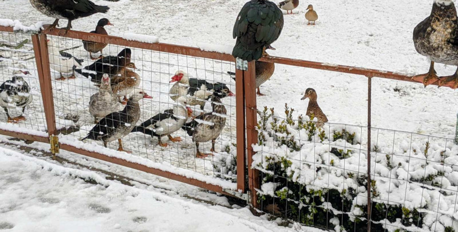 Πώς υποδέχτηκαν το χιόνι τα  πτηνά στο Νεοχώρι Αλμωπίας