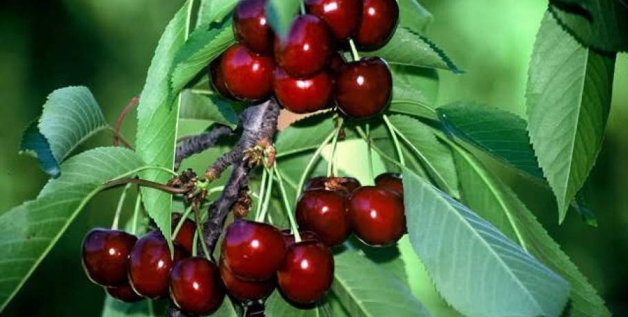 «Όχι άλλες εξαγγελίες, θέλουμε πληρωμές»: Η αγανάκτηση των κερασοπαραγωγών κορυφώνεται