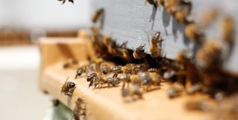Αποφάσεις για δικαιούχους, δράσεις και παρεμβάσεις ενίσχυσης του μελισσοκομικού τομέα