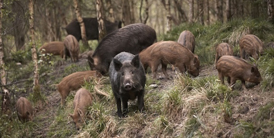 Ανακοίνωση της Διεύθυνσης Κτηνιατρικής της Περιφέρειας Κεντρικής Μακεδονίας για την παράταση της  ενεργητικής επιτήρησης του αντιλυσσικού εμβολιασμού της άγριας πανίδας