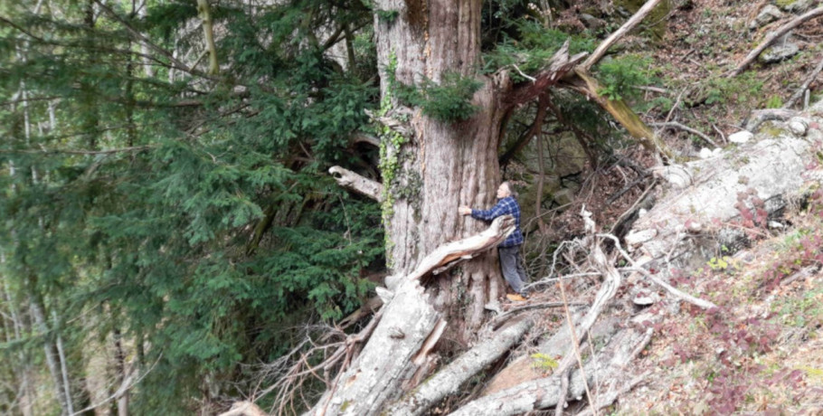 Ένας ίταμος 1.074 ετών στην Κερκίνη: Δέντρο 23 μέτρων με κορμό έξι μέτρα, από την εποχή της Βυζαντινής Αυτοκρατορίας