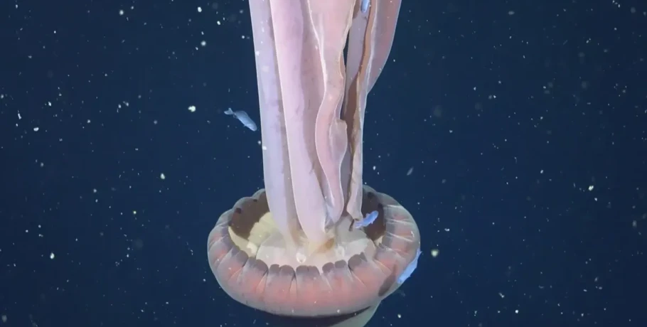 Σπάνια γιγαντιαία μέδουσα-φάντασμα βρέθηκε στα νερά της Αργεντινής