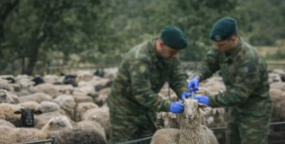 Εθνική αντεπίθεση κατά της ευλογιάς: 97 στρατιωτικοί κτηνίατροι στο πεδίο