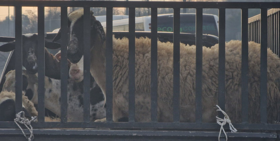 ΑΚΚΕΛ: Η επιλεκτική ευαισθησία στις εγκρίσεις εμβολίων - όταν η επιστήμη γίνεται εργαλείο πολιτικής χρήσης, COVID 19 vs ΕΥΛΟΓΙΑ των προβάτων