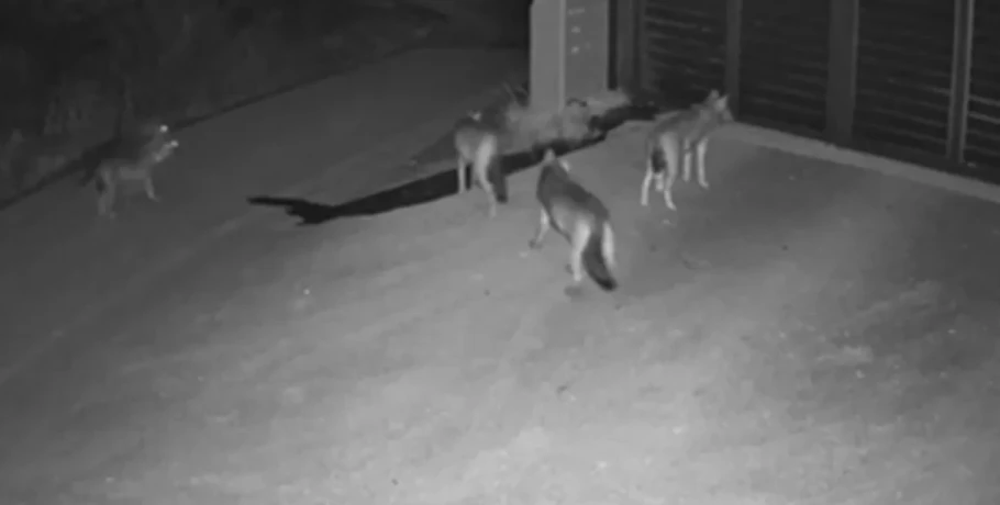 Απρόσκλητοι επισκέπτες: Αγέλη λύκων έφτασε μέχρι την είσοδο σπιτιού στη Θεσσαλονίκη