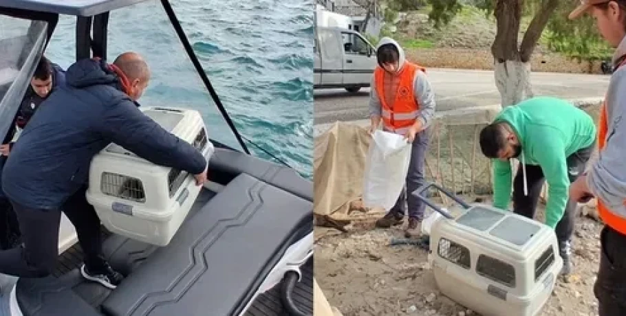 Αρχιπέλαγος- Πολλαπλά Ερωτήματα για την Περίθαλψη των Θαλάσσιων Ειδών στην Ελλάδα