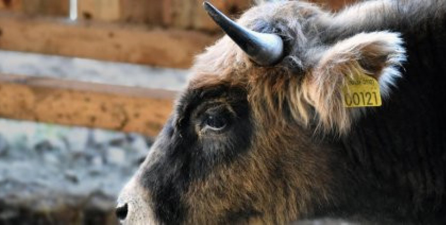 Αλλαγές στους δικαιούχους διατήρησης απειλούμενων αυτόχθονων φυλών αγροτικών ζώων