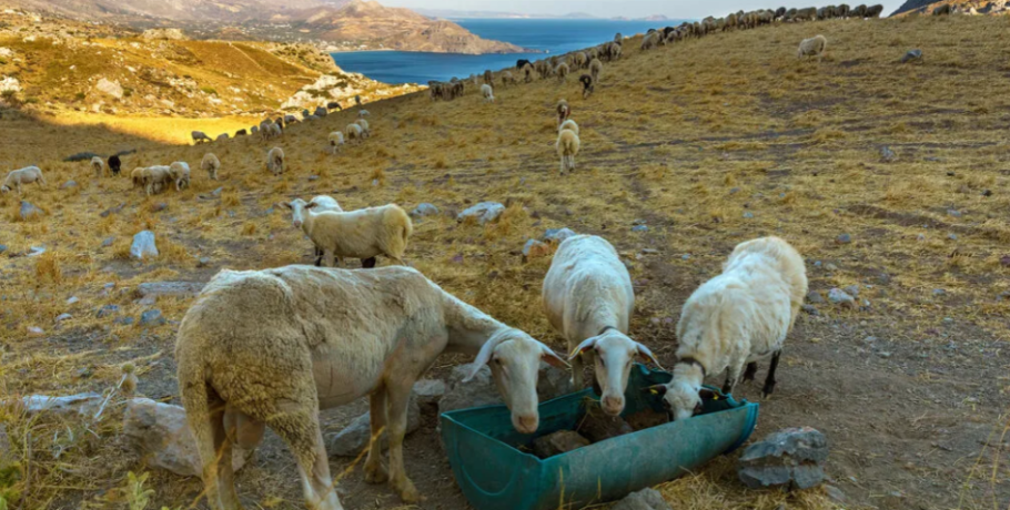 Ο επίτροπος Βαρχέλι εκθέτει ξανά την Αθήνα για την ευλογιά
