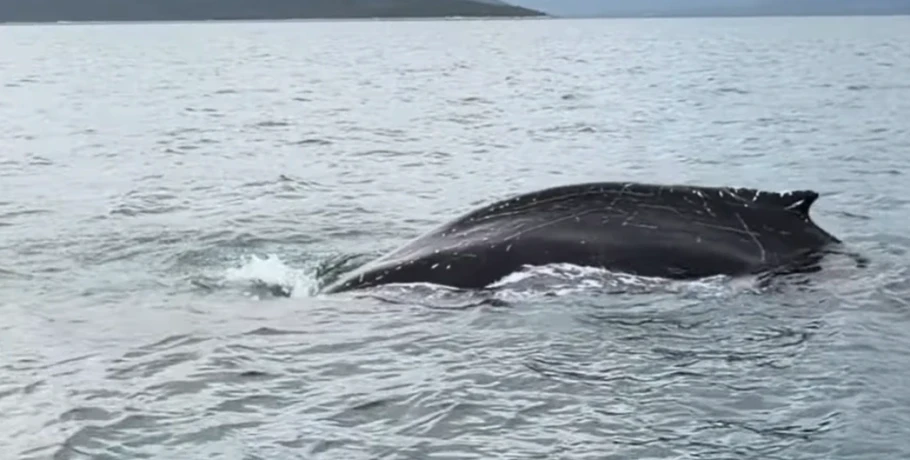 Βόλος: Συναγερμός για φάλαινα στον Παγασητικό – Οι αρχές παρακολουθούν το σπάνιο κητώδες