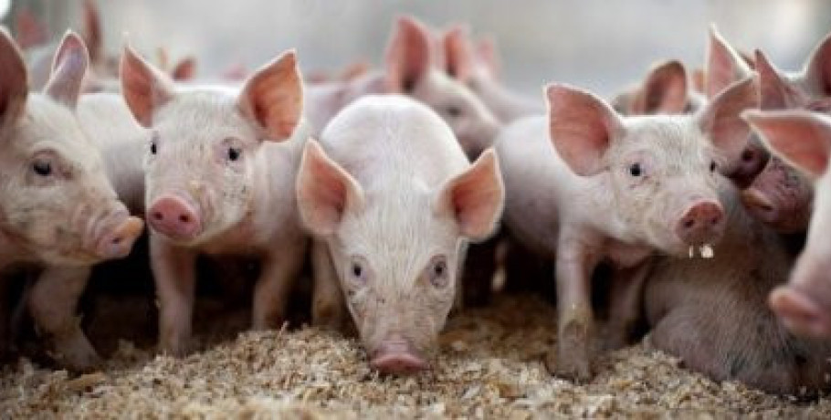 Συνεχίζεται έως 31 Δεκεμβρίου 2027 το υπομέτρο της καλής μεταχείρισης χοίρων ενσταβλισμένης εκτροφής