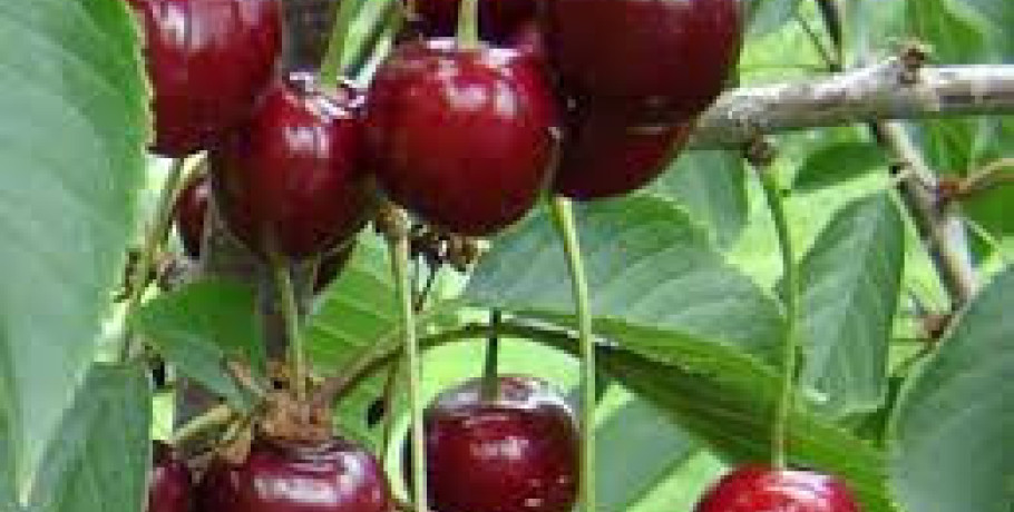 Αντιδράσεις για τον διαχωρισμό σε ζώνες – «Σίριαλ» οι αποζημιώσεις των κερασοπαραγωγών Πέλλας για τον παγετό του 2025