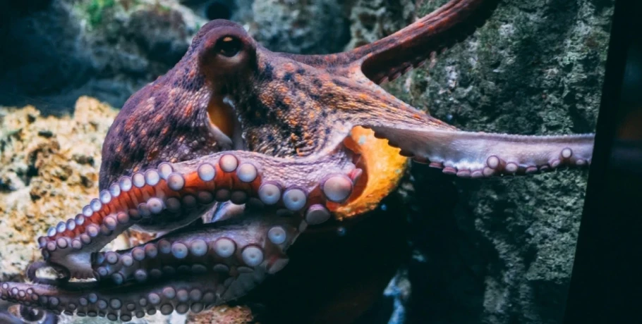 Τα μυστικά που κρύβουν τα χταπόδια: Οι διάνοιες του βυθού έχουν εννέα εγκεφάλους και κοινά με τον άνθρωπο