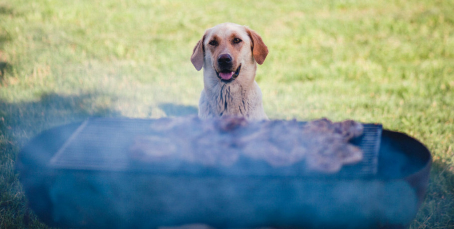 Η Τσικνοπέμπτη του σκύλου: Οι κίνδυνοι από το ανθρώπινο έθιμο