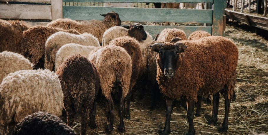 One stop shop Κτηνοτροφίας από Πειραιώς, Milkplan και Γαίας Έργον