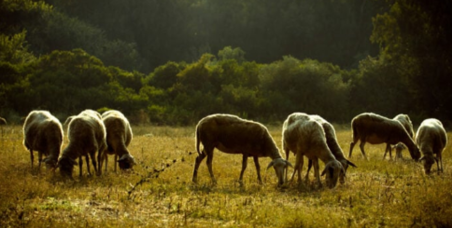 Για «πολεμικό δίμηνο» απέναντι στην ευλογιά προειδοποιούν οι κτηνοτρόφοι: "Θα δούμε άσχημες καταστάσεις» μετά το Πάσχα"