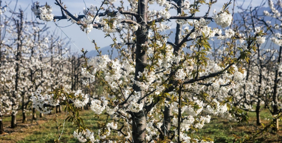 Σε αναμονή οι αποζημιώσεις για τους παγετούς στα κεράσια – Πώς διαμορφώνεται η φετινή εικόνα στην παραγωγή