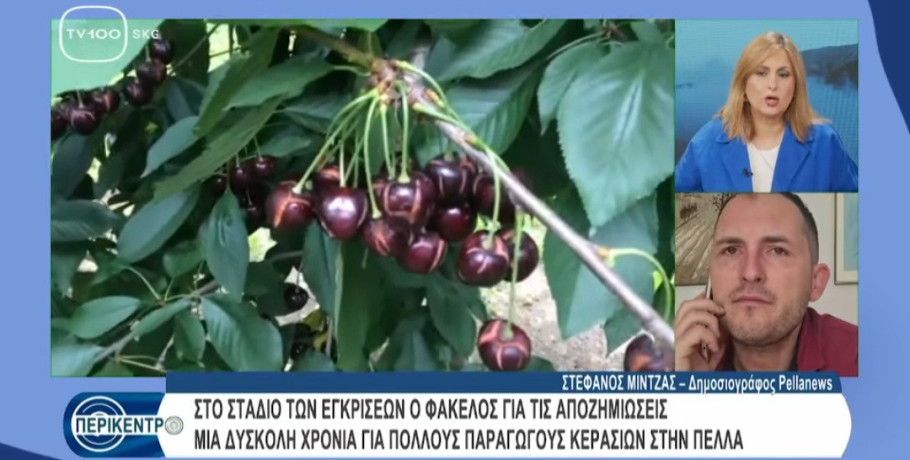 Στην εκπομπή «Περικεντρο»: Ο δημοσιογράφος Στέφανος Μίντζας για τις αποζημιώσεις στα κεράσια της Πέλλας