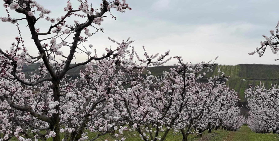 Άνθισαν τα δέντρα του Αχιλλέα Μπέττα στον κάμπο των Γιαννιτσών – Ροδάκινα και βερίκοκα γεμίζουν αισιοδοξία τον τόπο