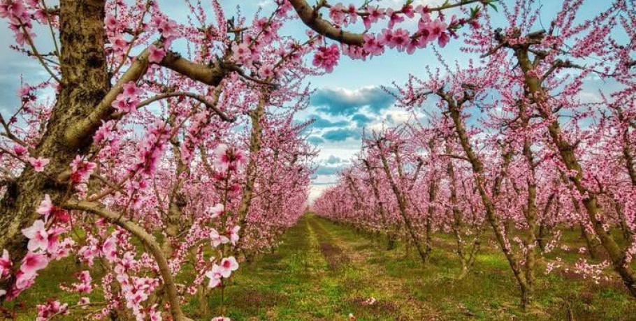 Βέροια: "Το Χωράφι που Ψιθυρίζει Αγάπη"