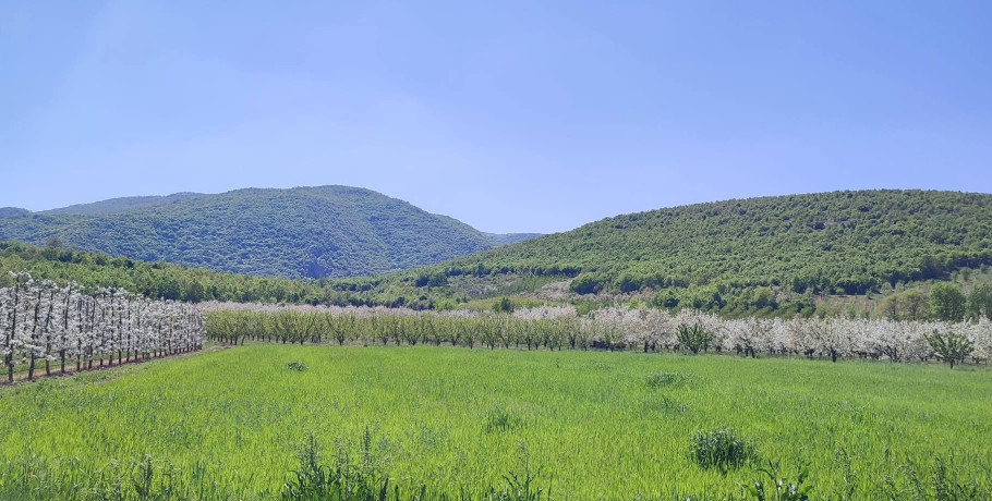 Πανελλήνιος Διαγωνισμός Φωτογραφίας στο πλαίσιο της δράσης «Ανθισμένες Κερασιές της Πέλλας»