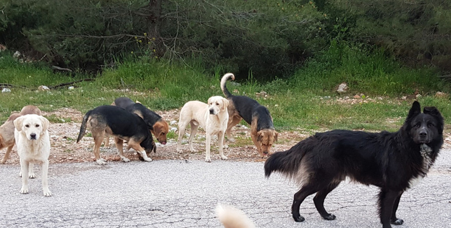 Επίθεση αδέσποτων σκύλων σε γυναίκα στη Θεσσαλονίκη: “Αν δεν ήταν η κόρη μου θα με είχαν κατασπαράξει”