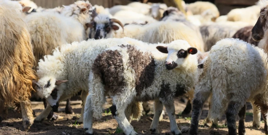 Συνελήφθη κτηνοτρόφος στη Θεσσαλονίκη για βόσκηση 400 αιγοπροβάτων εκτός ποιμνιοστασίου