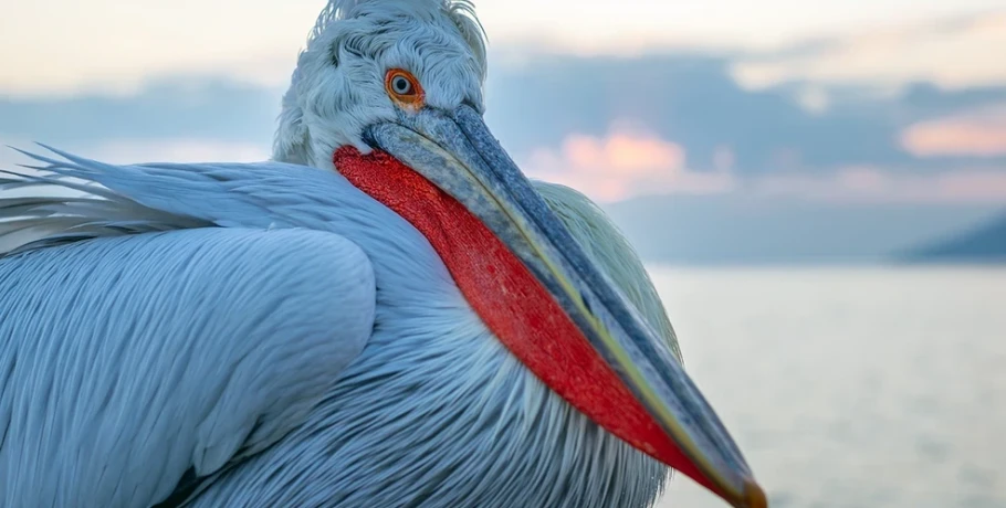 «Σαν να είχα μεταφερθεί σε μια άλλη εποχή» – Η φωτογραφία του αργυροπελεκάνου στη λίμνη Κερκίνη που μάγεψε το National Geographic
