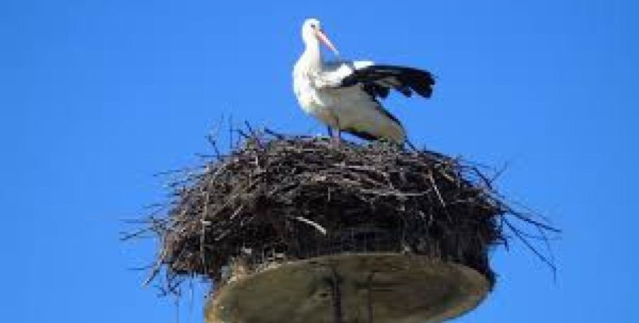 Καλώς ήρθαν οι πρώτοι πελαργοί στη Σκύδρα!