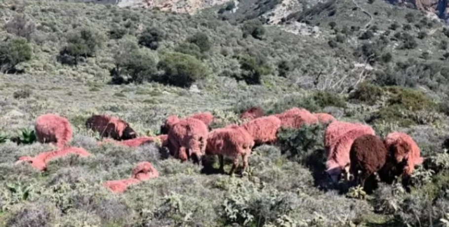 Κτηνοτρόφος στην Κρήτη έβαψε κόκκινα... τα πρόβατά του για να μην του τα κλέψουν