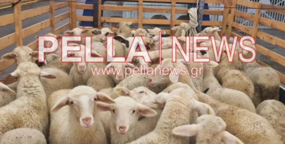 «Καμπανάκι» για προληπτικά μέτρα κατά της ευλογιάς των αιγοπροβάτων ενόψει του Πάσχα