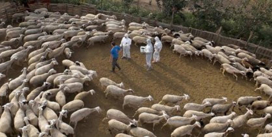 Οδηγίες e-ΕΦΚΑ για αναστολή και ρύθμιση των ασφαλιστικών εισφορών κτηνοτρόφων λόγω κτηνιατρικών μέτρων
