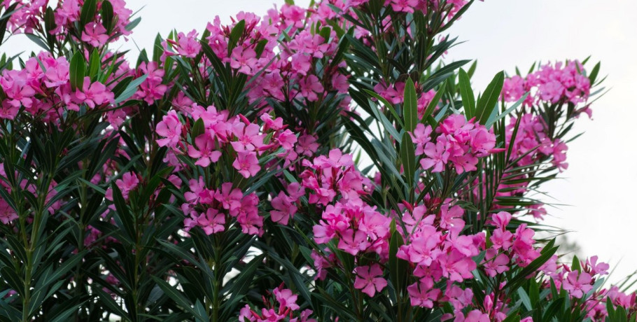 Αντιδράσεις για τη σύσταση απομάκρυνσης της πικροδάφνης από σχολεία και δημόσιους χώρους -Τι λένε υπ.Υγείας και γεωτεχνικοί