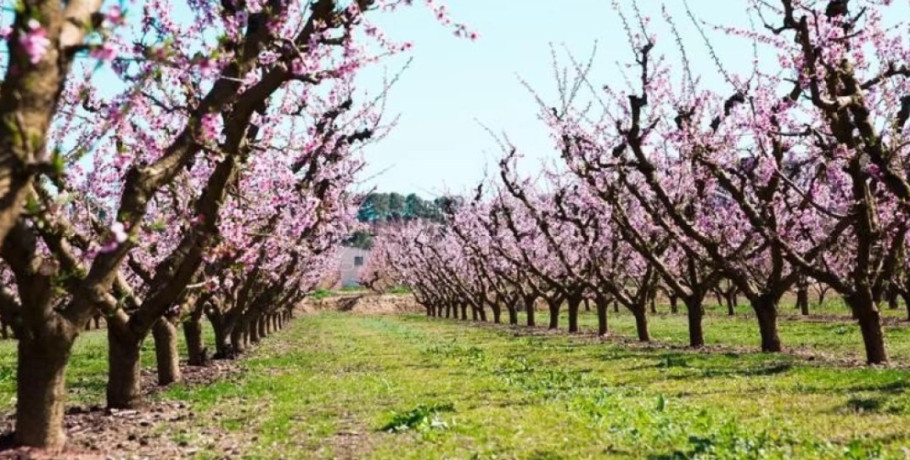 Χρόνος επέμβασης για την αντιμετώπιση των ατόμων από το είδος ακάρεως του γένους Eriophyes (Acari: Eriophyidae) στα ροδάκινα και νεκταρίνια της Περιφερειακής Ενότητας Πέλλας