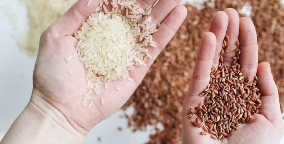 Προτάσεις για τη στήριξη της ρυζοκαλλιέργειας στην Κεντρική Μακεδονία