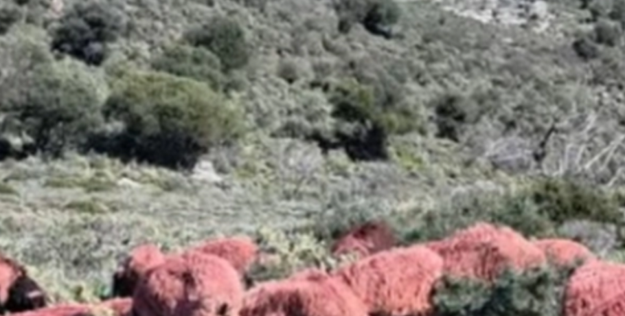 Κτηνοτρόφος στην Κρήτη έβαψε τα πρόβατά του κόκκινα για να μην του τα κλέψουν! (βίντεο)