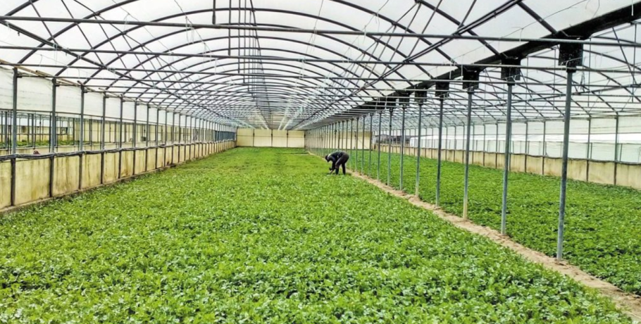 Κεντρική Μακεδονία/Περιφέρεια: Προδημοσίευση Προσκλήσεων για Σχέδια Βελτίωσης Γεωργικών Εκμεταλλεύσεων