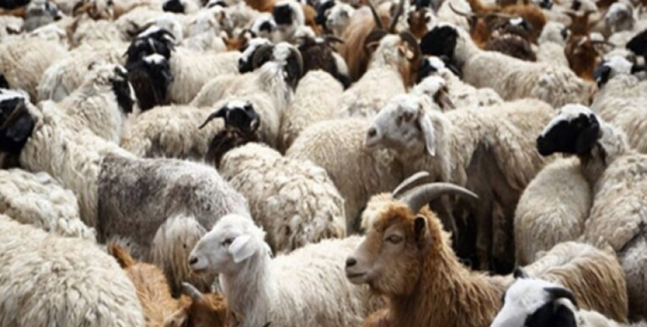 Πρώτο επιβεβαιωμένο κρούσμα ευλογιάς προβάτων στην Ήπειρο