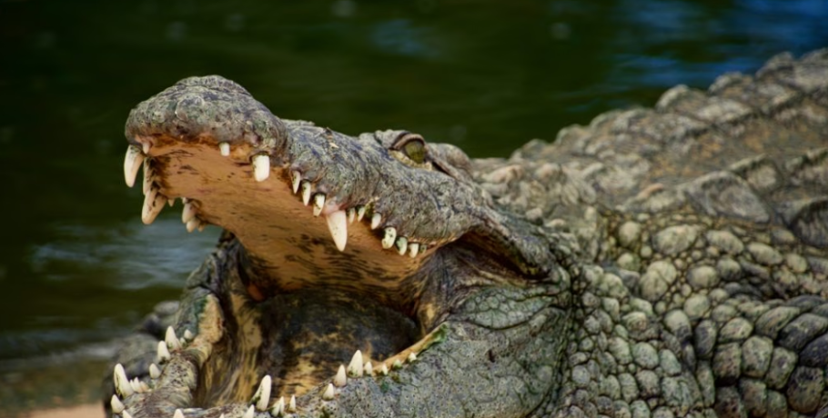 Νέα ανακάλυψη: Απολίθωμα κροκόδειλου αμφισβητεί τη σύνδεση Ευρώπης και Αφρικής την εποχή των δεινοσαύρων