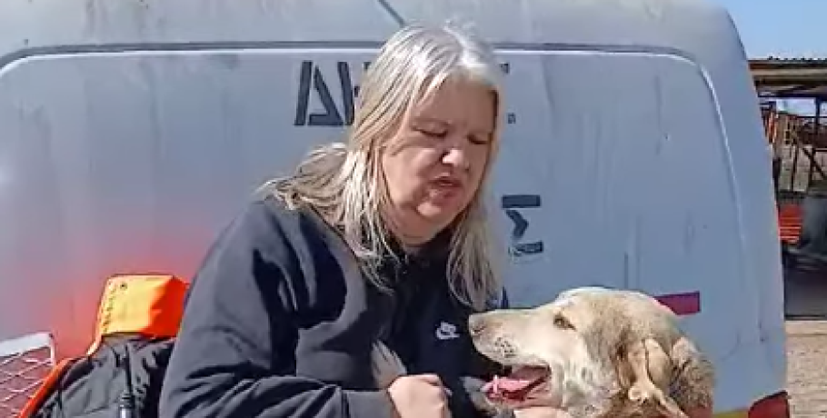 Γιαννιτσά: Εξαιρετικοί και έτοιμοι για υιοθέτηση! (video)