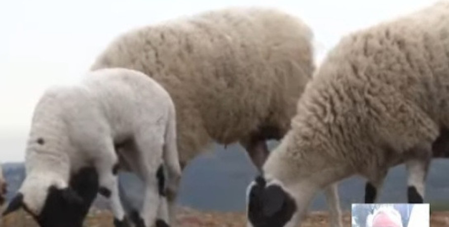 Σε απόγνωση οι κτηνοτρόφοι μετά την ευλογιά: Χωρίς αποζημιώσεις και χωρίς προοπτική επανεκκίνησης