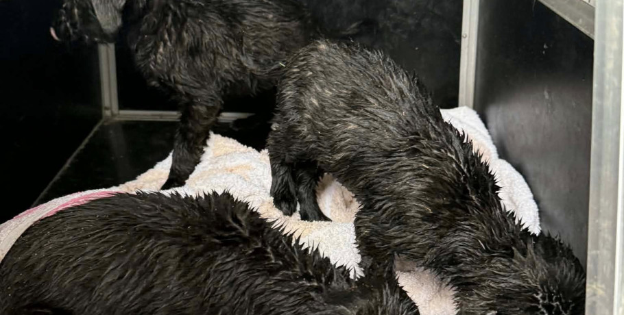 Λύση για τα κουτάβια στον σκουπιδότοπο της Ξιφιανής