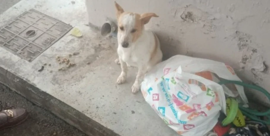 Εγκατέλειψαν σκυλάκι σε στάση λεωφορείου μαζί με τα παιχνίδια του