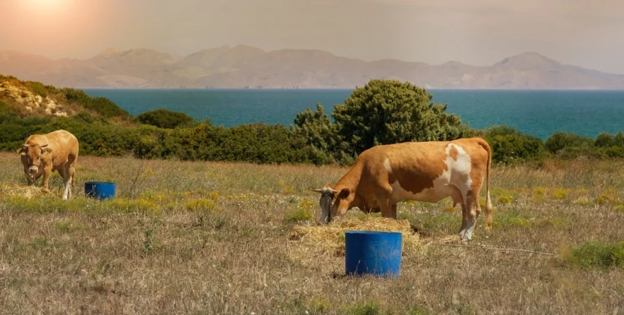 Στα 17 τα επιβεβαιωμένα κρούσματα αφθώδους πυρετού στη Λέσβο: Επιβεβαιώθηκαν 4 νέα περιστατικά