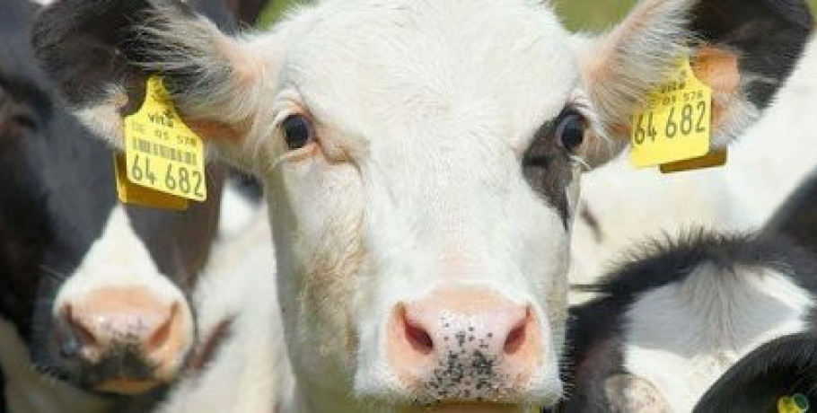 Καμπανάκι κτηνιάτρων ώστε η εμφάνιση αφθώδους πυρετού στη Λέσβο να μην απειλήσει συνολικά την κτηνοτροφία