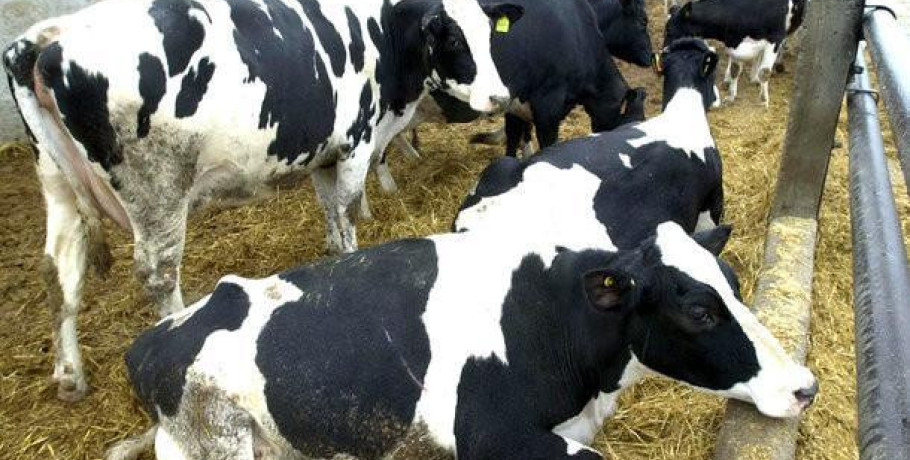 Λέσβος: Σε απόγνωση οι κτηνοτρόφοι - Σε καραντίνα το νησί λόγω αφθώδους πυρετού