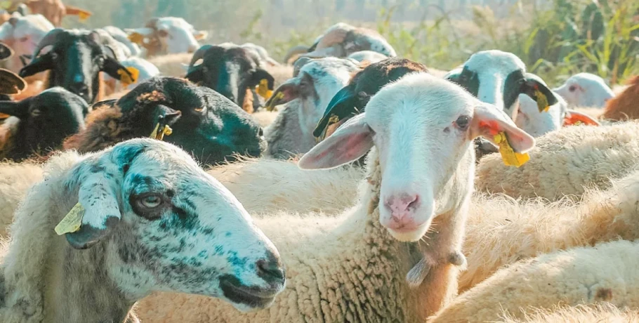 Εντοπίστηκε το πρώτο κρούσμα ευλογιάς των αιγοπροβάτων στην Ιθάκη, κινητοποίηση των Αρχών για περιορισμό της νόσου